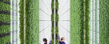 在紫色cockets的两个人趋向绿色垂直的农场